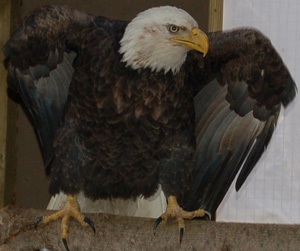 Bald Eagle