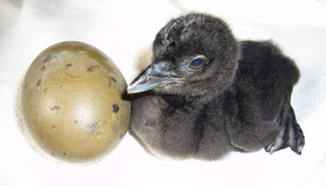 Common Loon hatchling with egg