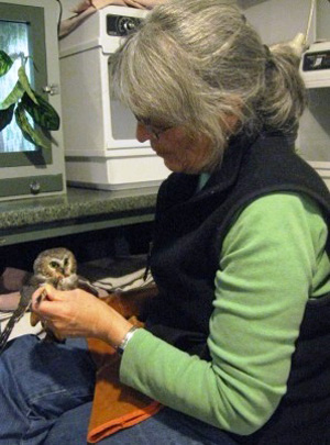 Selkie O'Mira feeds a Saw-whet Owl