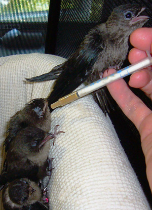 Chimney Swift Nestlings