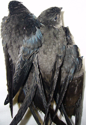 Chimney Swifts