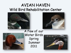 Water Birds 2011