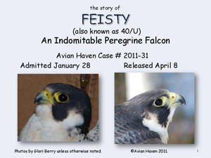 Feisty's Story