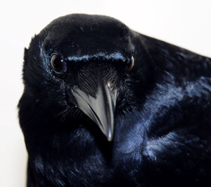 American Crow