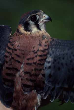 American Kestrel