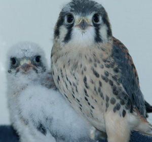 American Kestrel nestlings