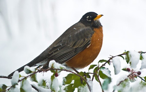 American Robin