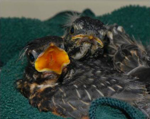 American Robin nestlings