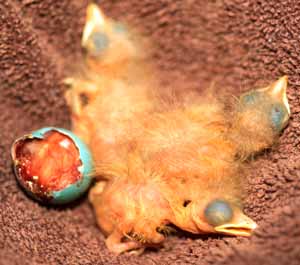 American Robin hatchlings