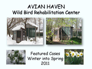 2011 Winter/Spring
