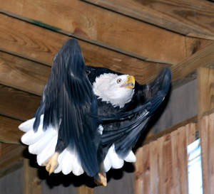 Bald Eagle