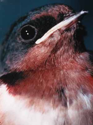 Barn Swallow
