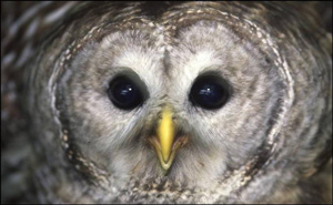 Barred Owl