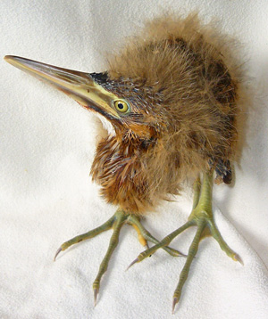Bittern fledgling