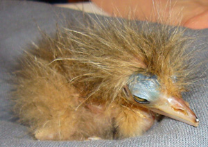 Bittern hatchling