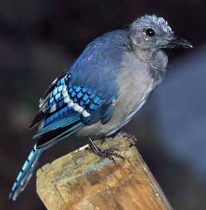 Blue Jay molting