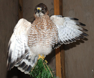 Broad-winged Hawk