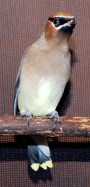 Cedar Waxwing adult