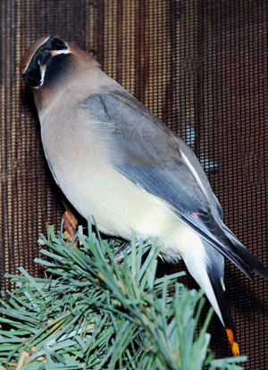 Cedar Waxwing adult