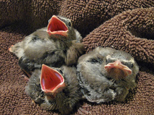 Cedar Waxwing nestlings