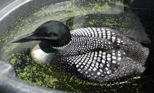 Common Loon