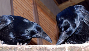 Common Raven juveniles