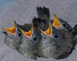 Older Eastern Phoebe nestlings