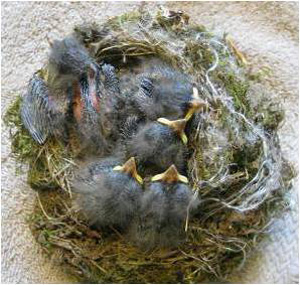 Eastern Phoebe nestlings