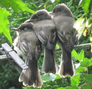 Eastern Phoebes
