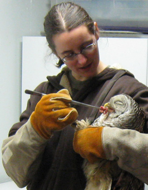 Glori Berry feeds an injured Barred Owl