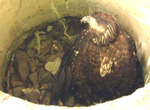 Hampden Eagle
