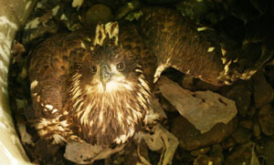 Hampden Eagle