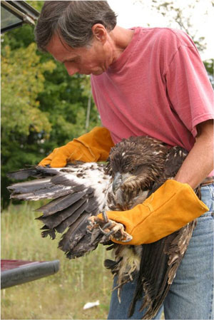 Hampden Eagle