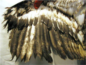Hampden Eagle