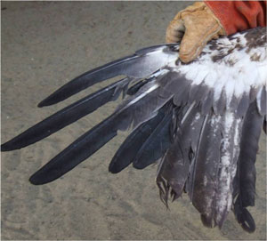Hampden Eagle