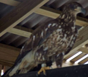 Hampden Eagle