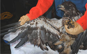 Hampden Eagle