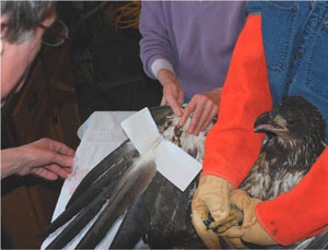 Hampden Eagle