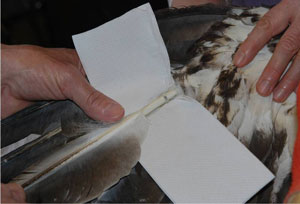 Hampden Eagle