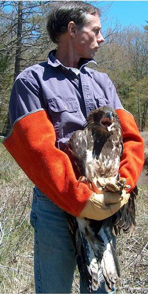 Hampden Eagle