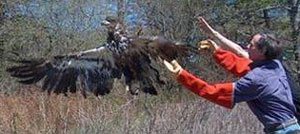 Hampden Eagle