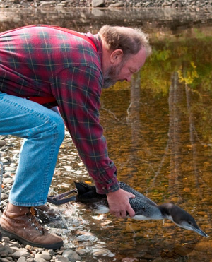 Jerry releases  a Common Loon
