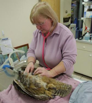 Dr. Judith Herman prepares a Great Horned Owl for surgery