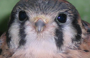 American Kestrel female