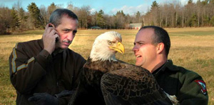 Bald Eagle from Leeds