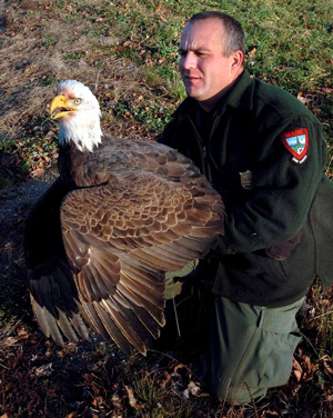 Bald Eagle from Leeds