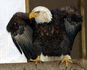 Bald Eagle from Leeds