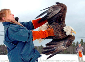 Bald Eagle from Leeds