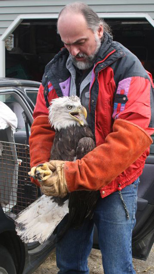 Marc Payne takes a Bald Eagle for release