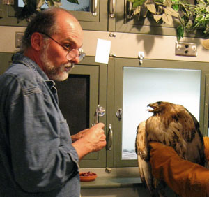 Marc Payne prepares to feed an injured Red-tailed Hawk
